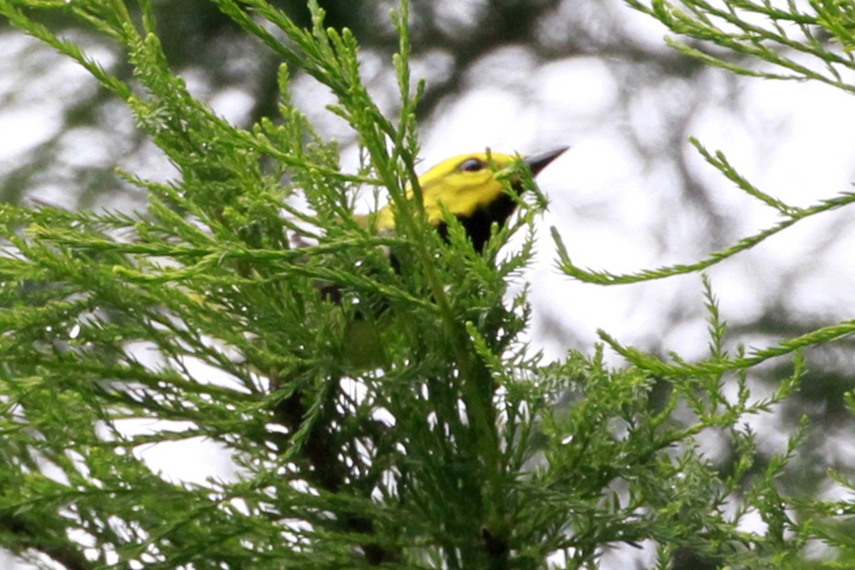 Black-throated Green Warbler - Connie Guillory