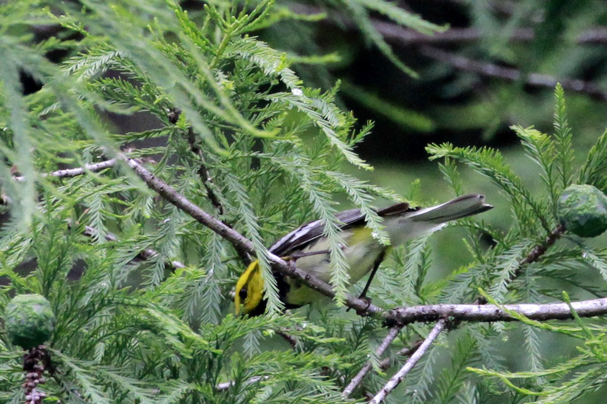Black-throated Green Warbler - Connie Guillory