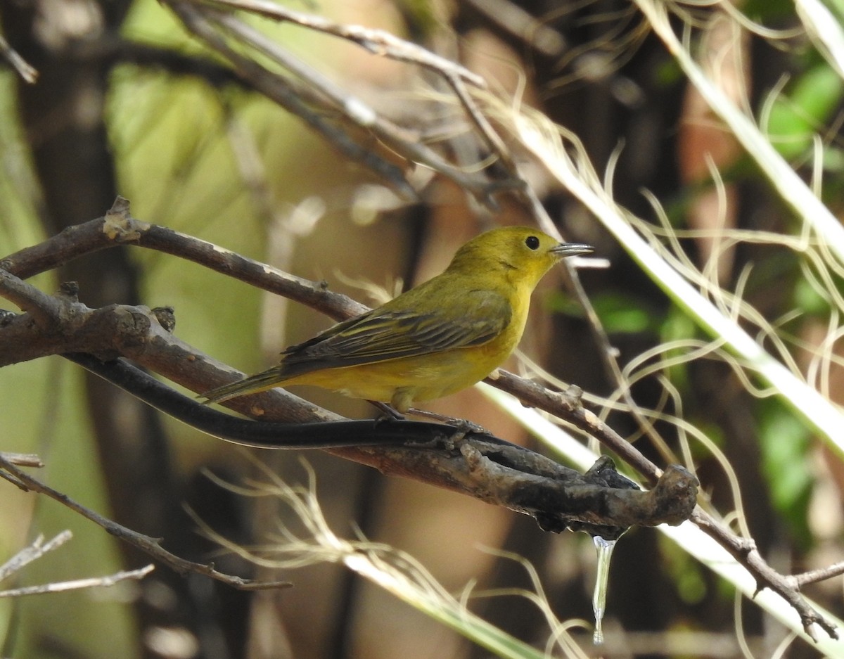 Yellow Warbler - Chris Dean