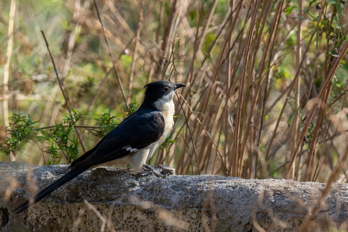 Pied Cuckoo - ML619485191