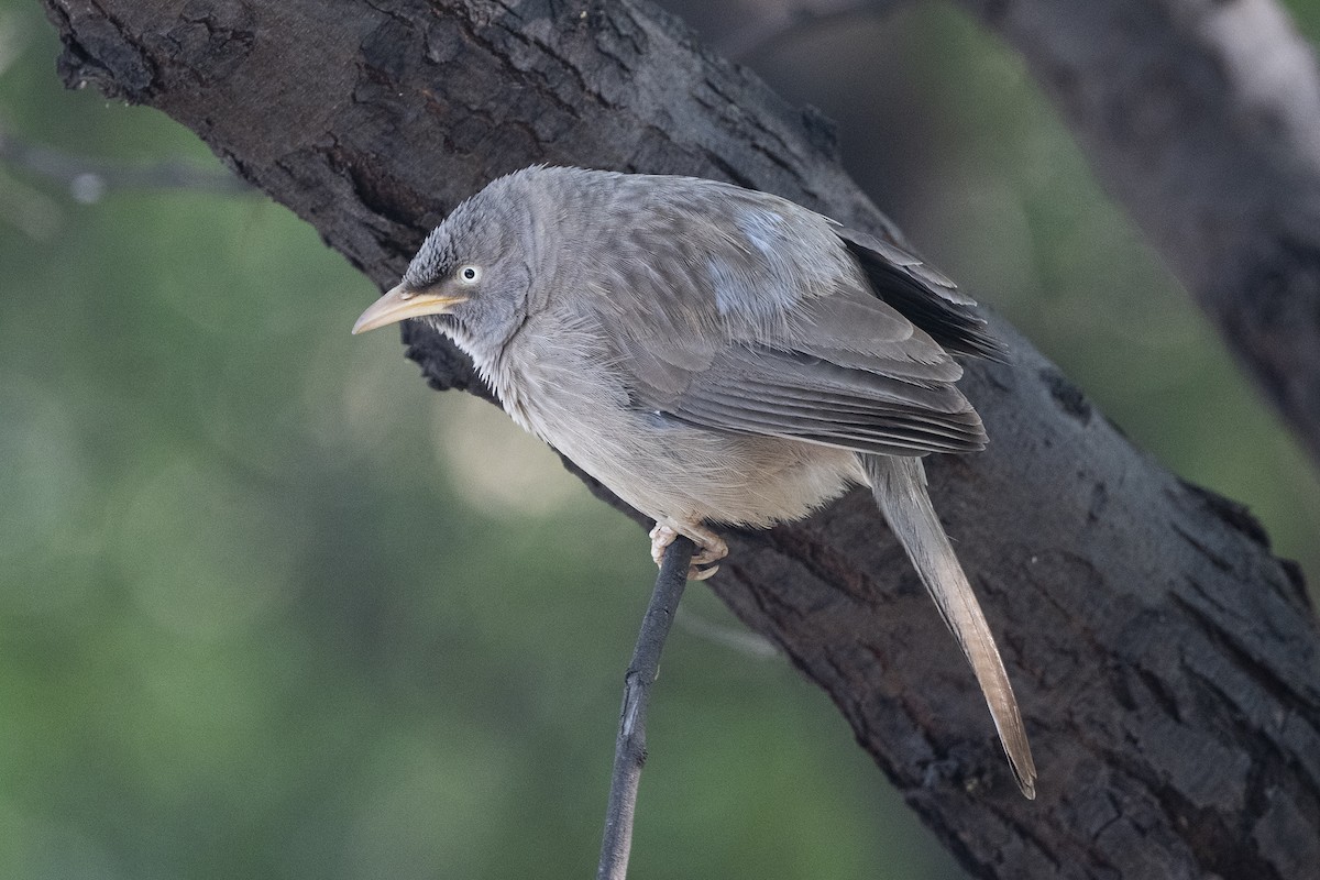 Jungle Babbler - Wachara  Sanguansombat