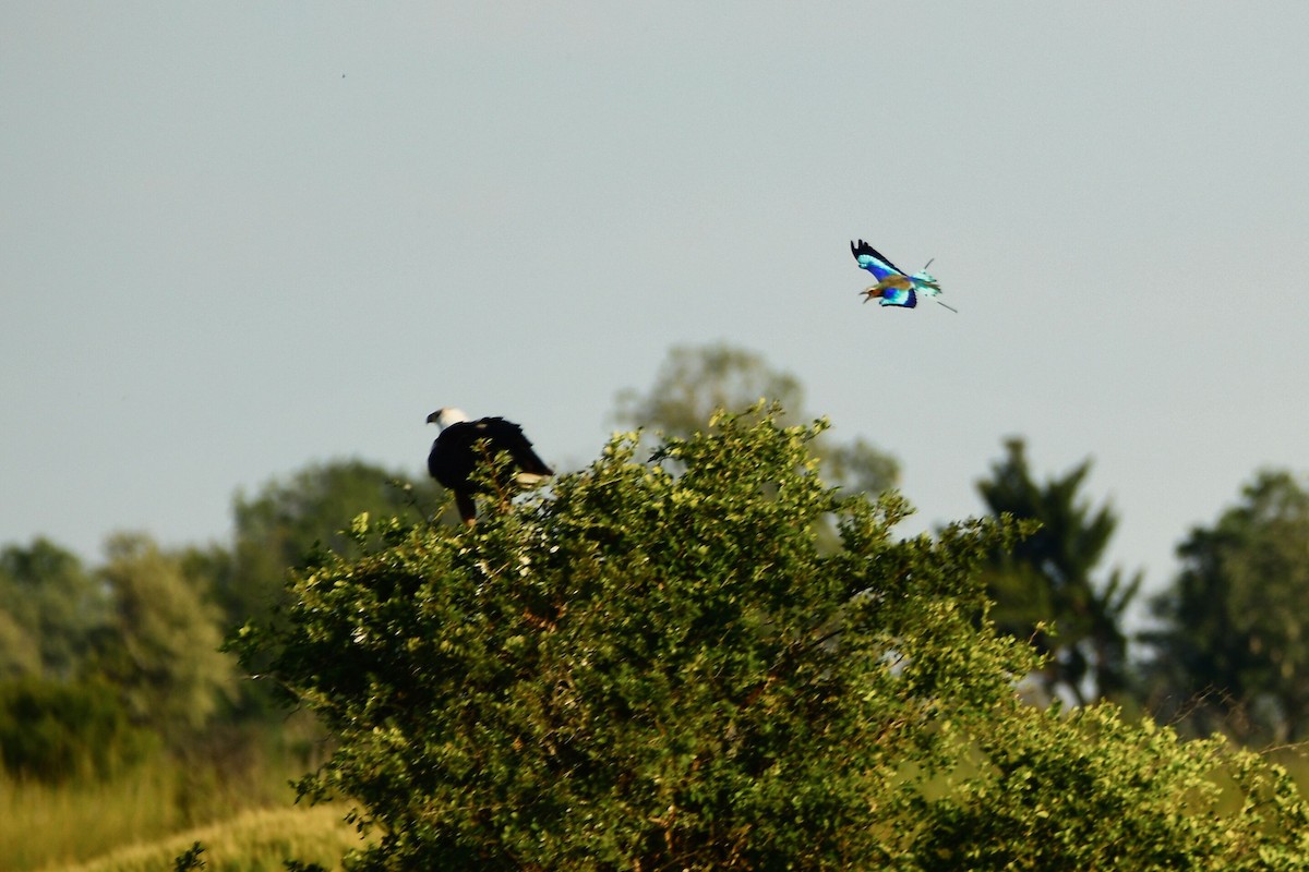 Lilac-breasted Roller - ML619485196