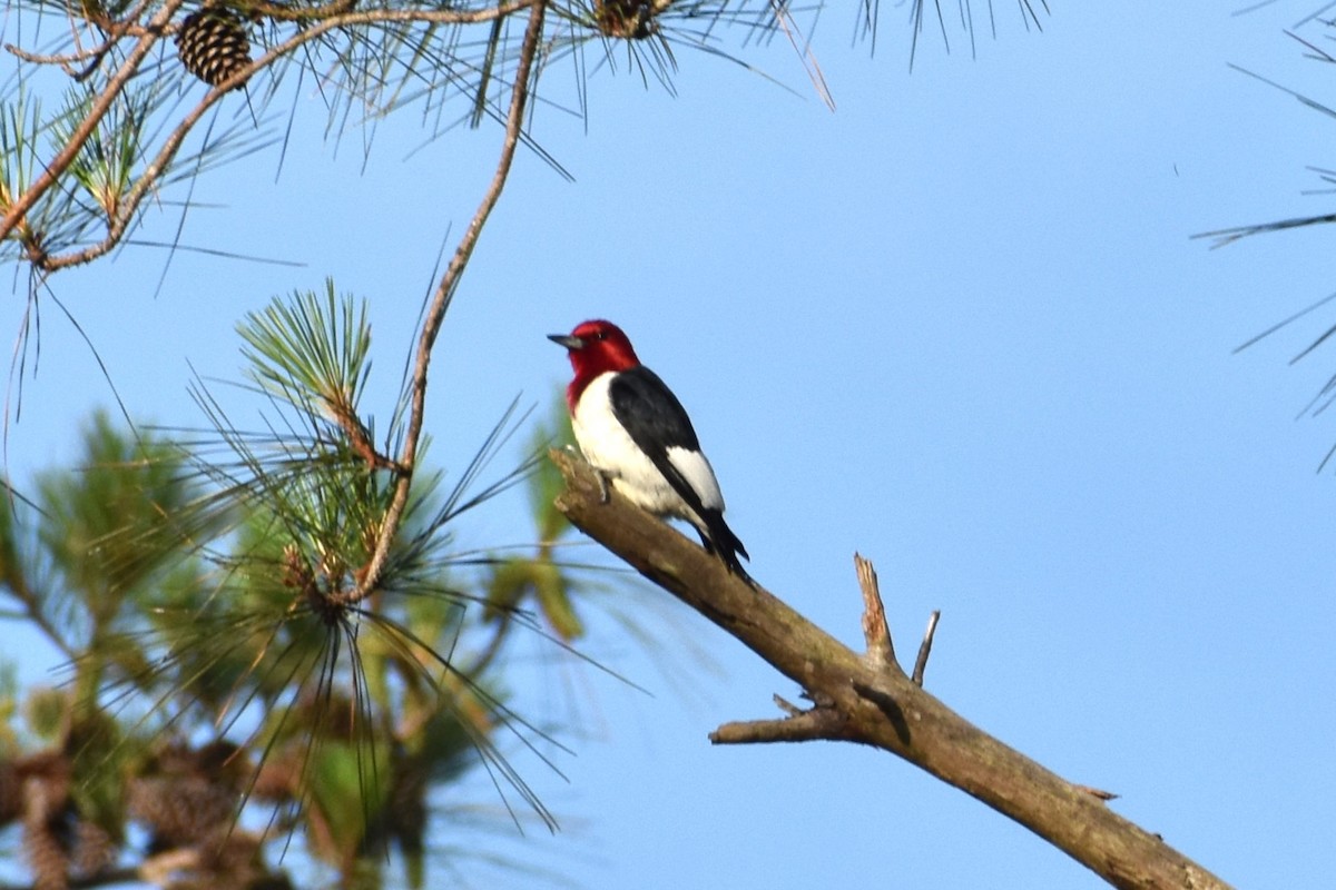 Red-headed Woodpecker - ML619485201