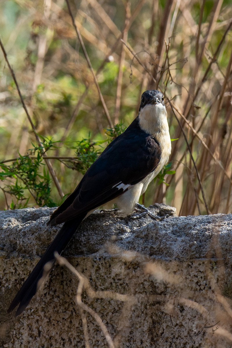 Pied Cuckoo - ML619485206