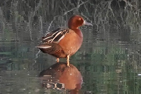 Cinnamon Teal - Kenneth Mamitsuka