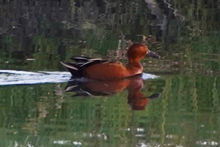 Cinnamon Teal - Kenneth Mamitsuka