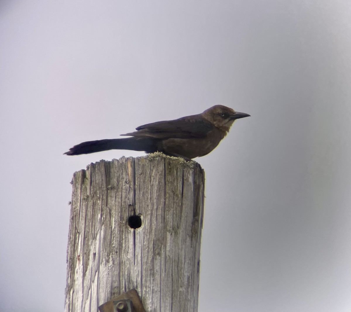 Great-tailed Grackle - ML619485226