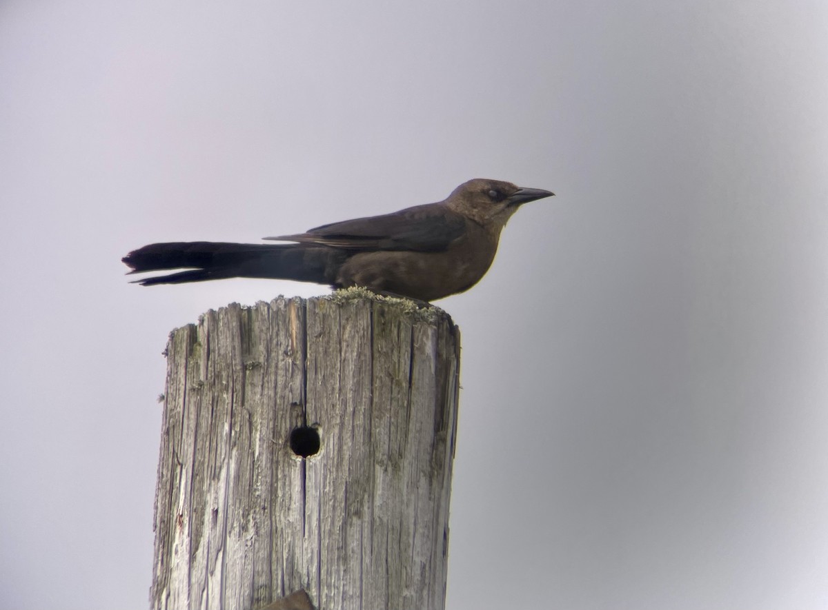 Great-tailed Grackle - ML619485227