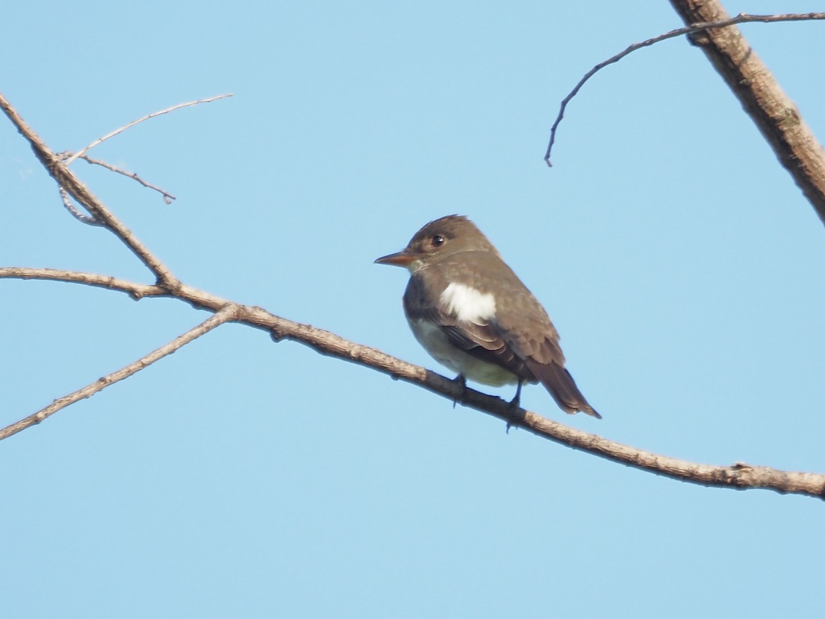 Olive-sided Flycatcher - John LeClaire