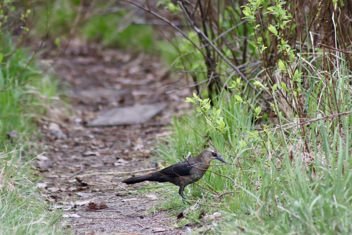 Great-tailed Grackle - ML619485229