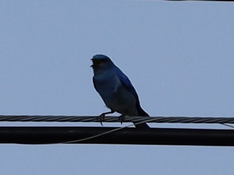 Mountain Bluebird - Mohini Rawool-Sullivan