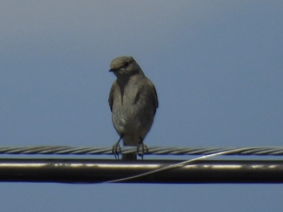 Mountain Bluebird - Mohini Rawool-Sullivan