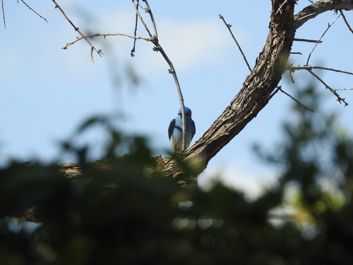 Mountain Bluebird - Mohini Rawool-Sullivan