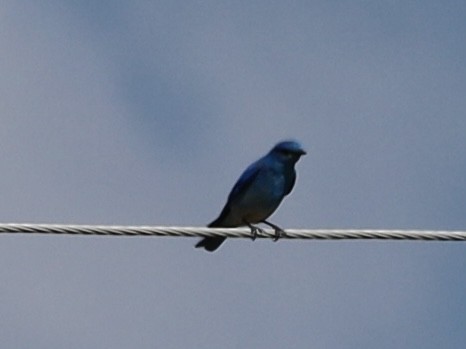 Mountain Bluebird - Mohini Rawool-Sullivan