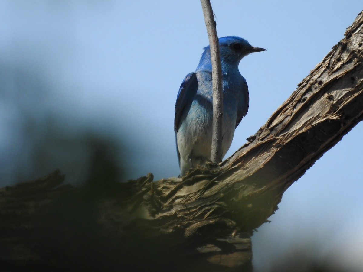 Mountain Bluebird - Mohini Rawool-Sullivan