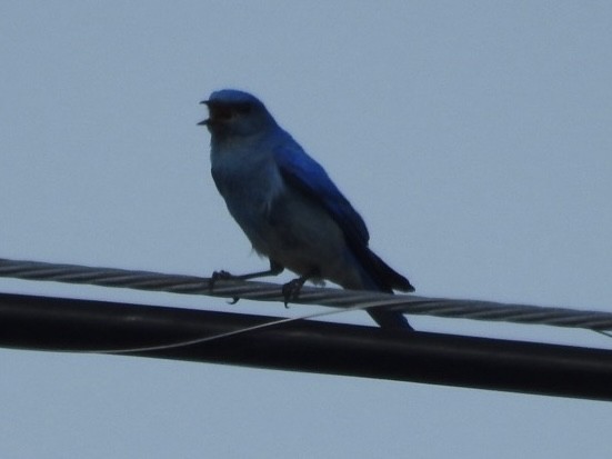 Mountain Bluebird - Mohini Rawool-Sullivan