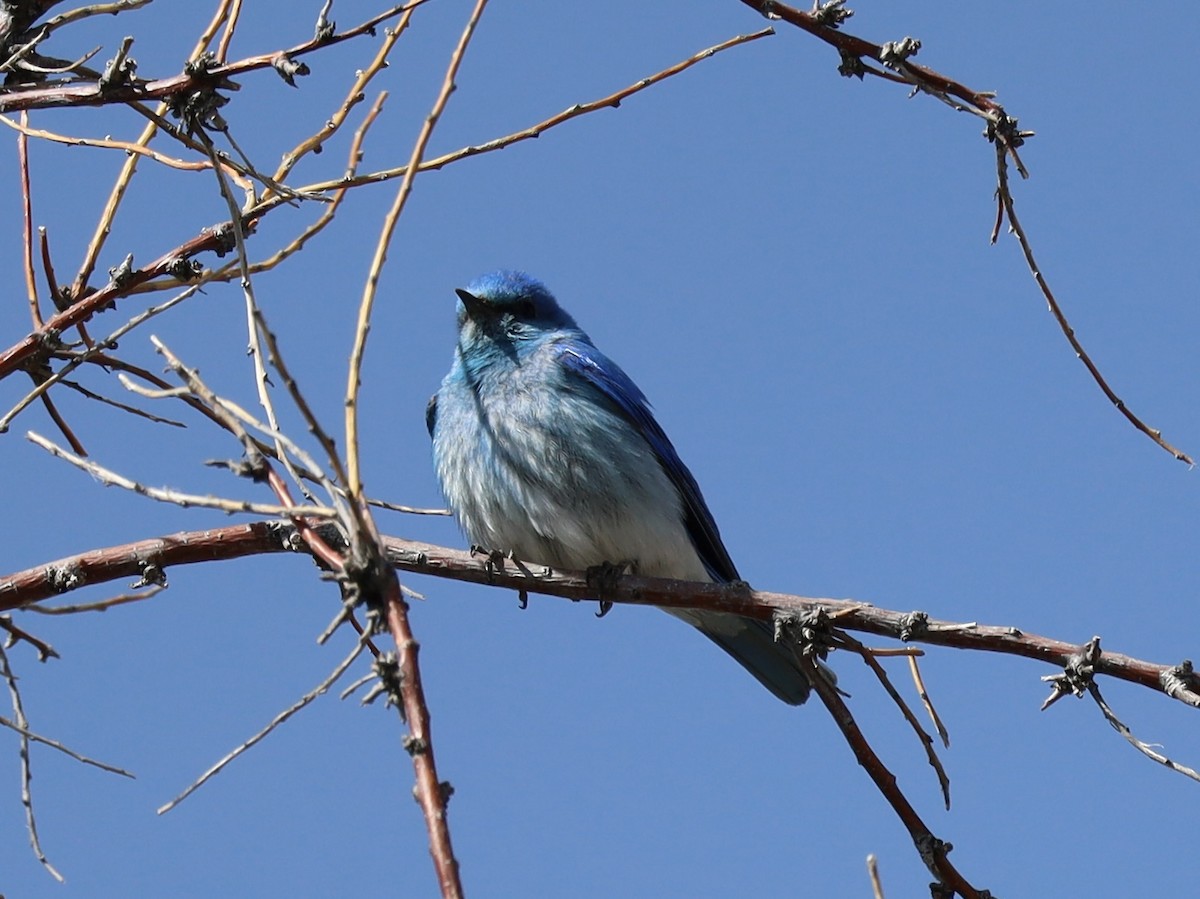 Mountain Bluebird - Mohini Rawool-Sullivan