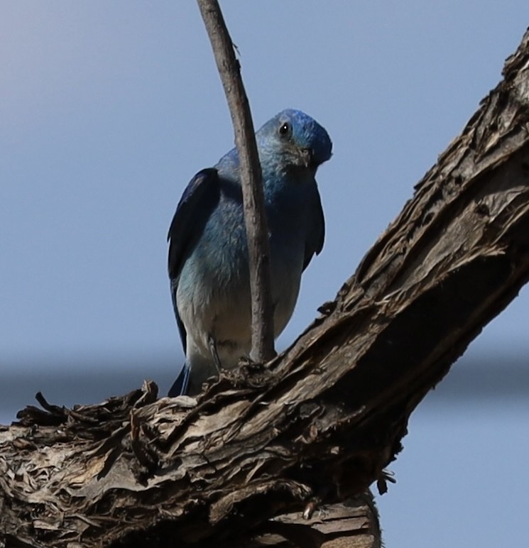 Mountain Bluebird - Mohini Rawool-Sullivan