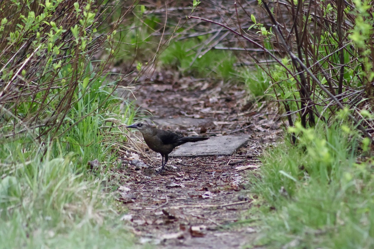 Great-tailed Grackle - ML619485244