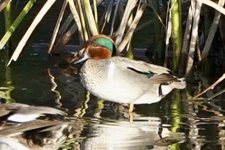 Green-winged Teal - Kenneth Mamitsuka