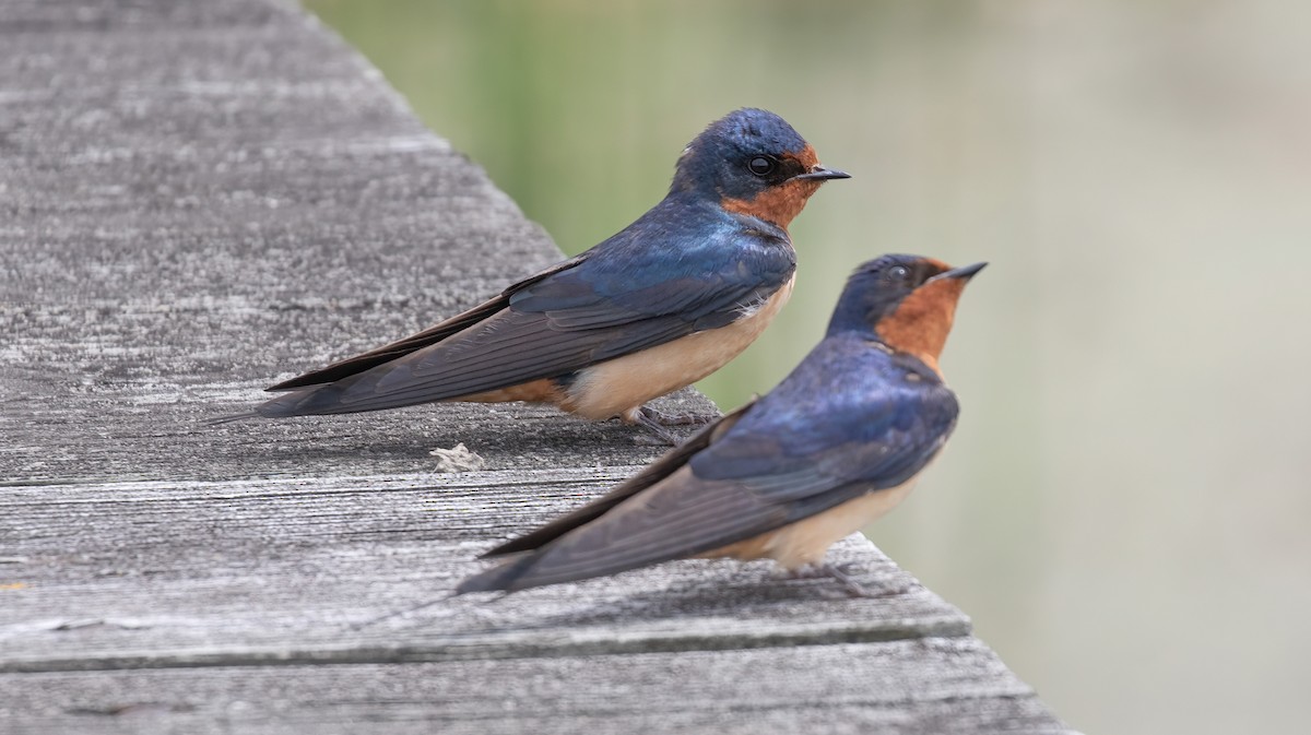 Barn Swallow - Kathleen Keef