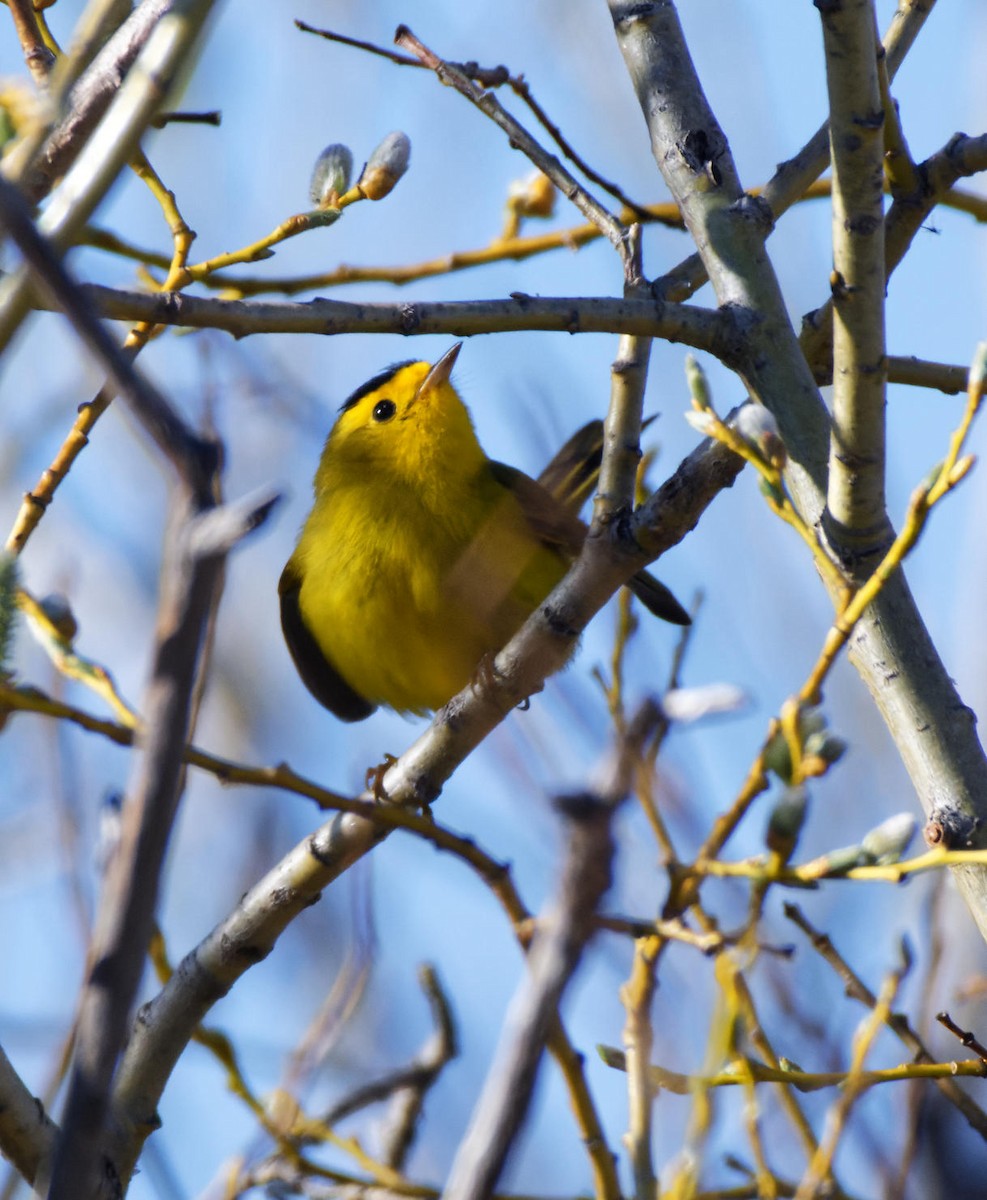 Wilson's Warbler - Leslie Holzmann