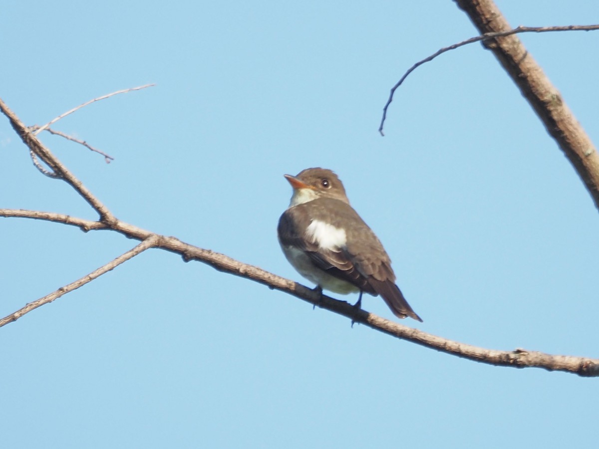 Olive-sided Flycatcher - John LeClaire