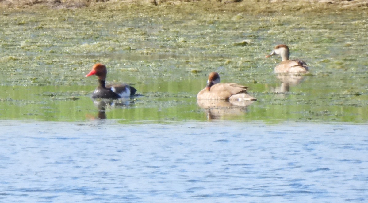 Red-crested Pochard - Valeriya Andronova