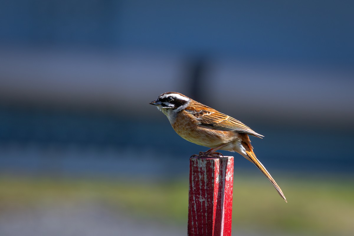 Meadow Bunting - ML619485258