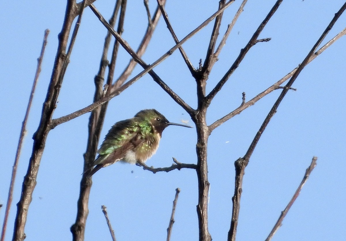 Ruby-throated Hummingbird - ML619485265