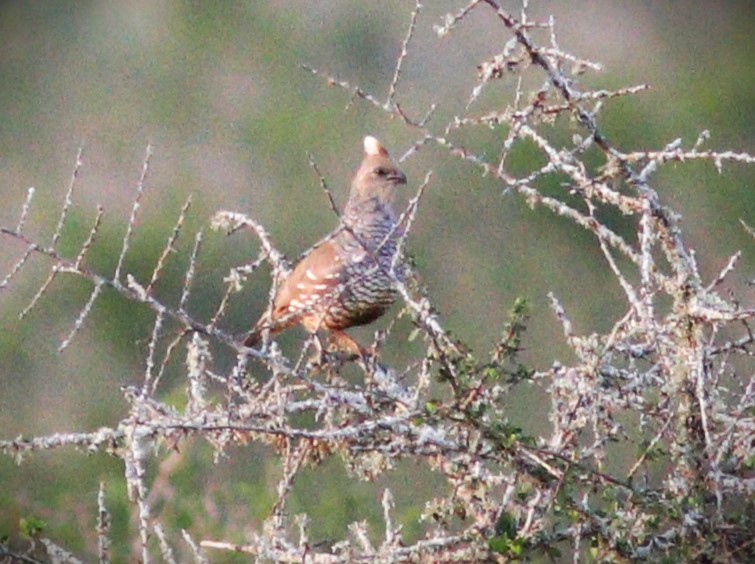 Scaled Quail - Gigi DelPizzo