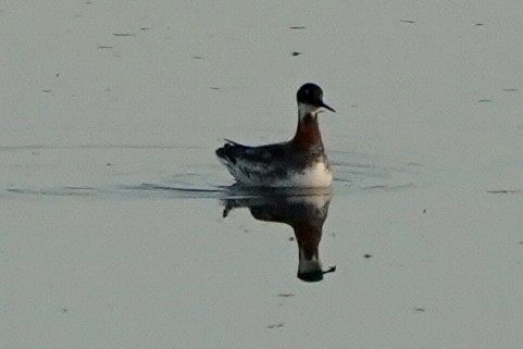 Red-necked Phalarope - Kenneth Mamitsuka