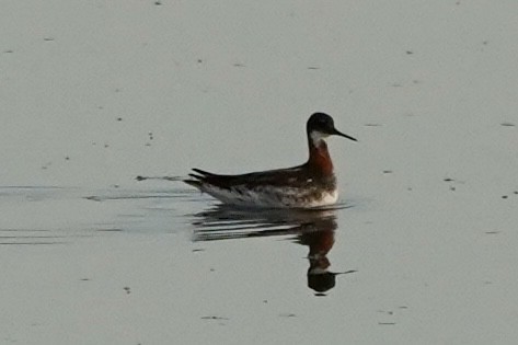 Red-necked Phalarope - Kenneth Mamitsuka