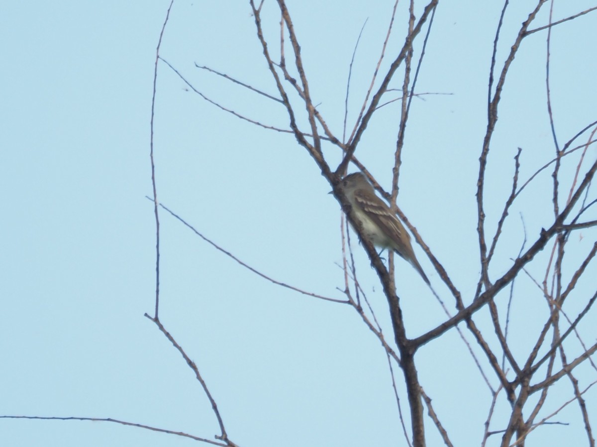 Alder Flycatcher - John LeClaire