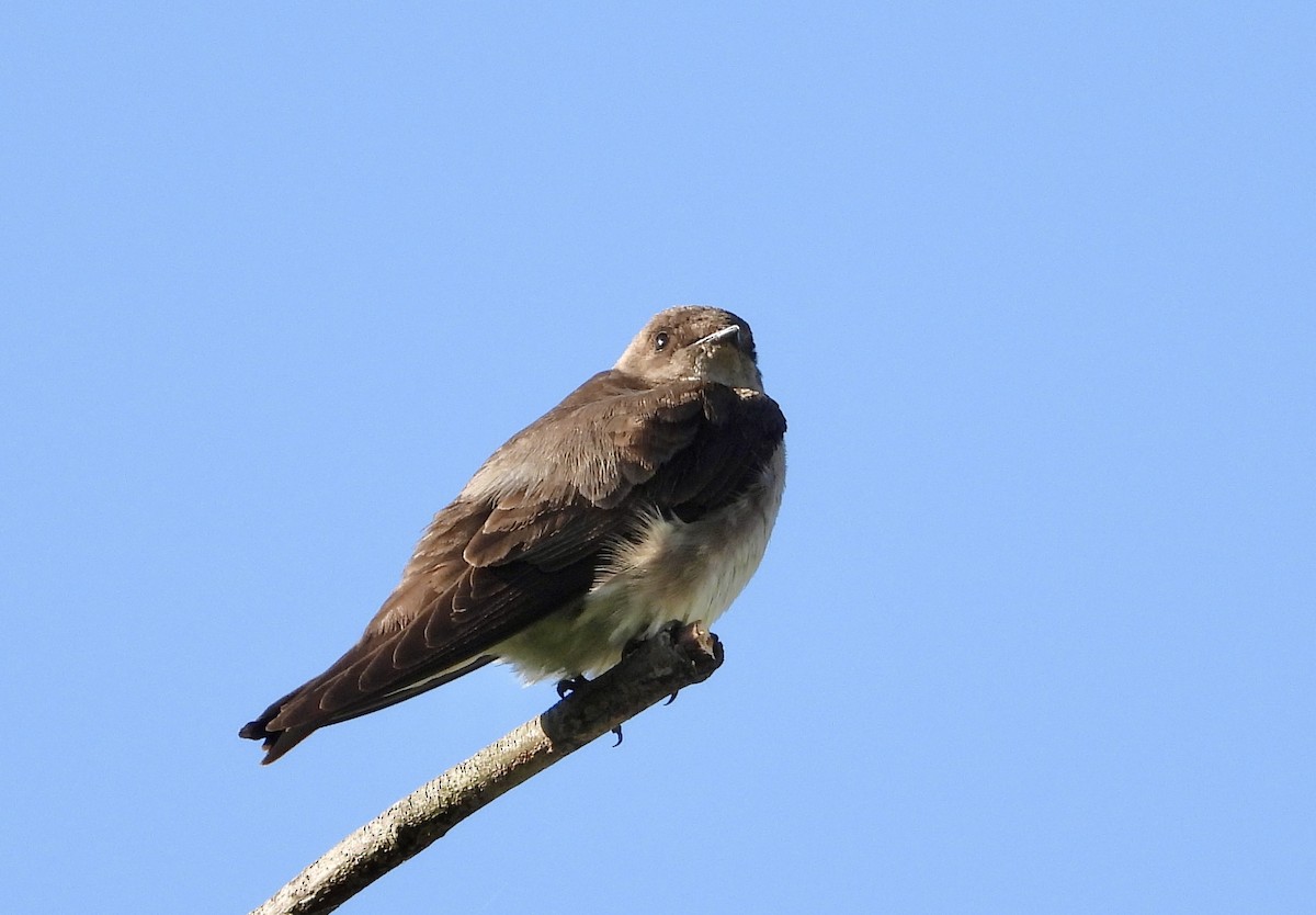 Northern Rough-winged Swallow - ML619485281