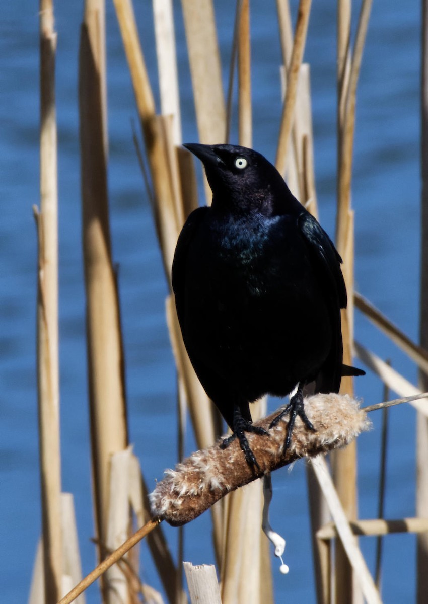 Brewer's Blackbird - Leslie Holzmann