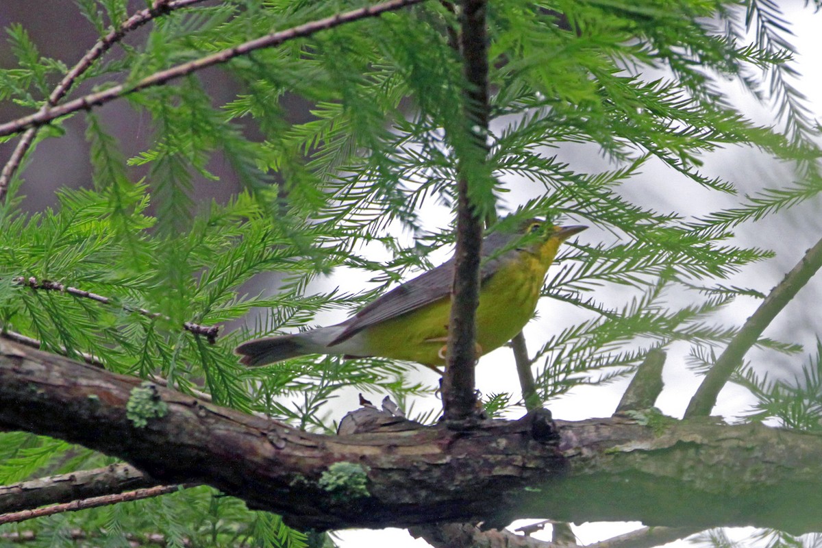 Canada Warbler - Connie Guillory