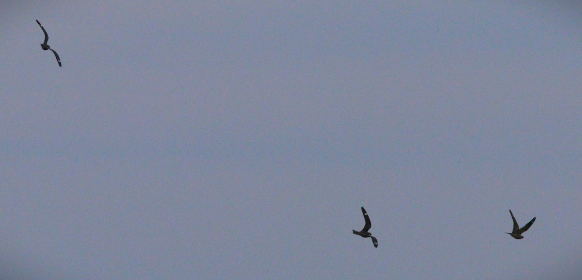 Lesser Nighthawk - Gigi DelPizzo