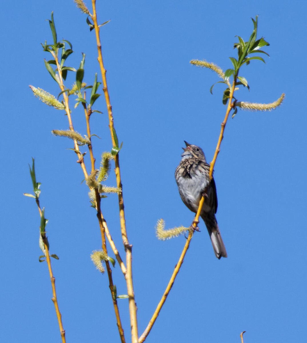 Lincoln's Sparrow - Leslie Holzmann