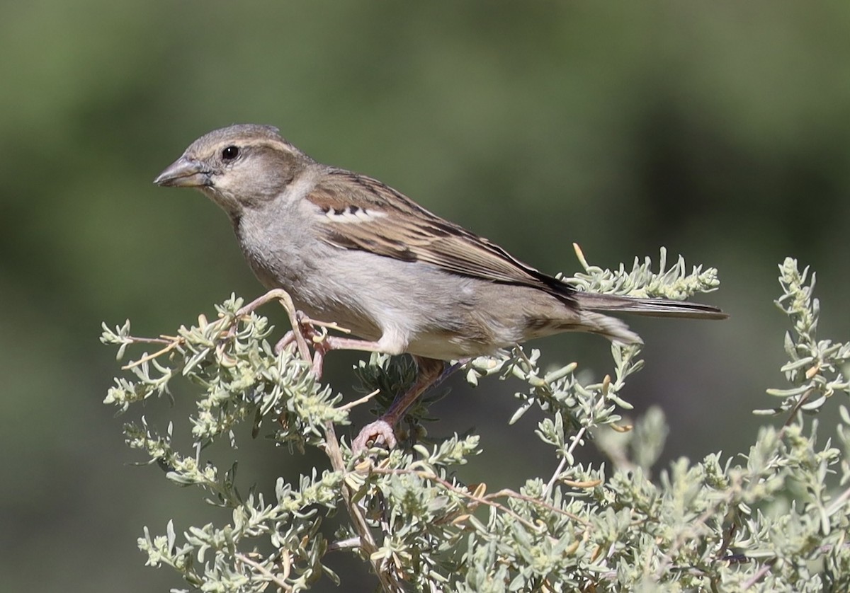 House Sparrow - Mohini Rawool-Sullivan