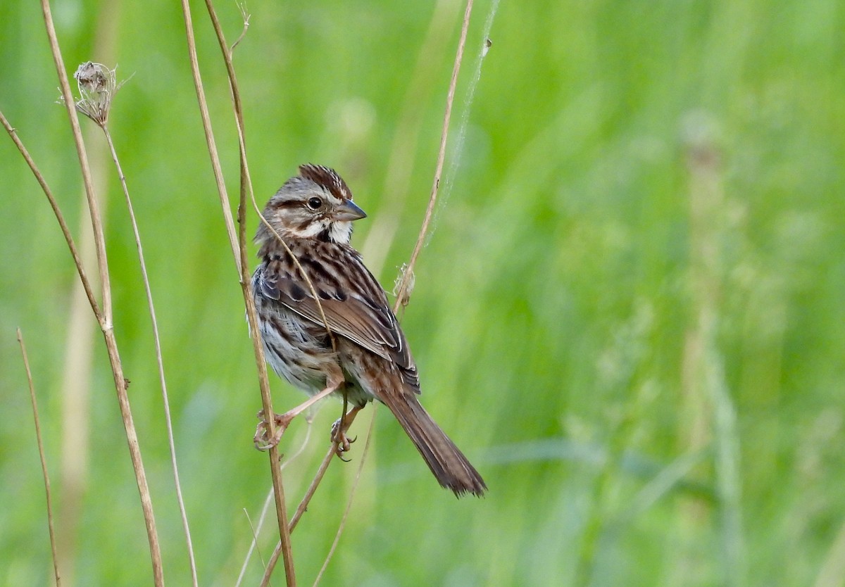 Song Sparrow - ML619485292