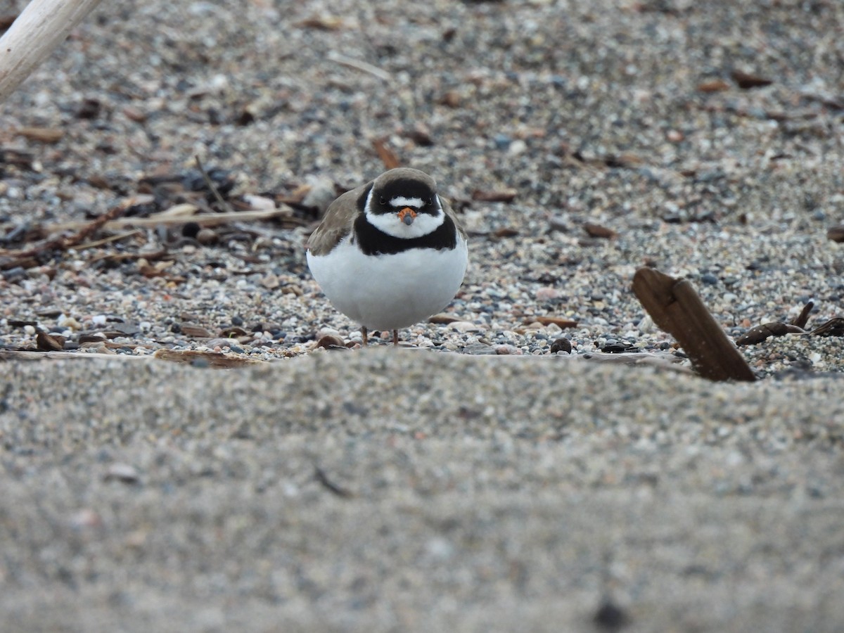 Semipalmated Plover - Pegg & Mark Campbell