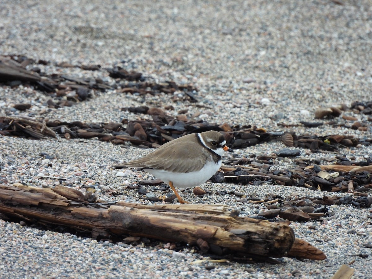 Semipalmated Plover - Pegg & Mark Campbell