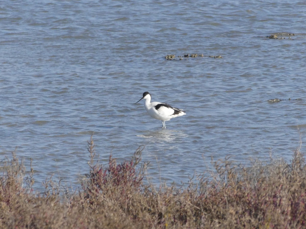 Pied Avocet - Guy RUFRAY