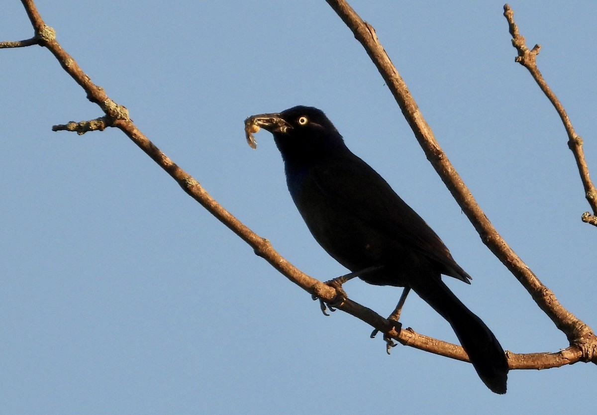 Common Grackle - ML619485309