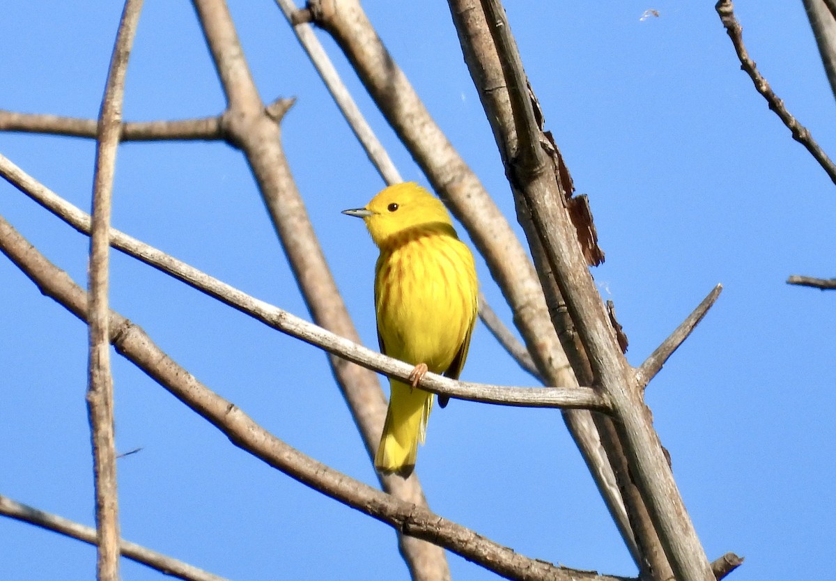Yellow Warbler - ML619485320