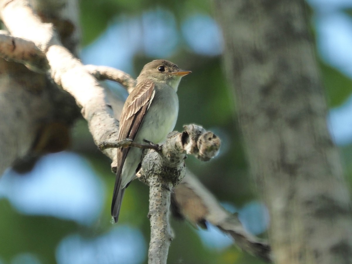 Eastern Wood-Pewee - ML619485324