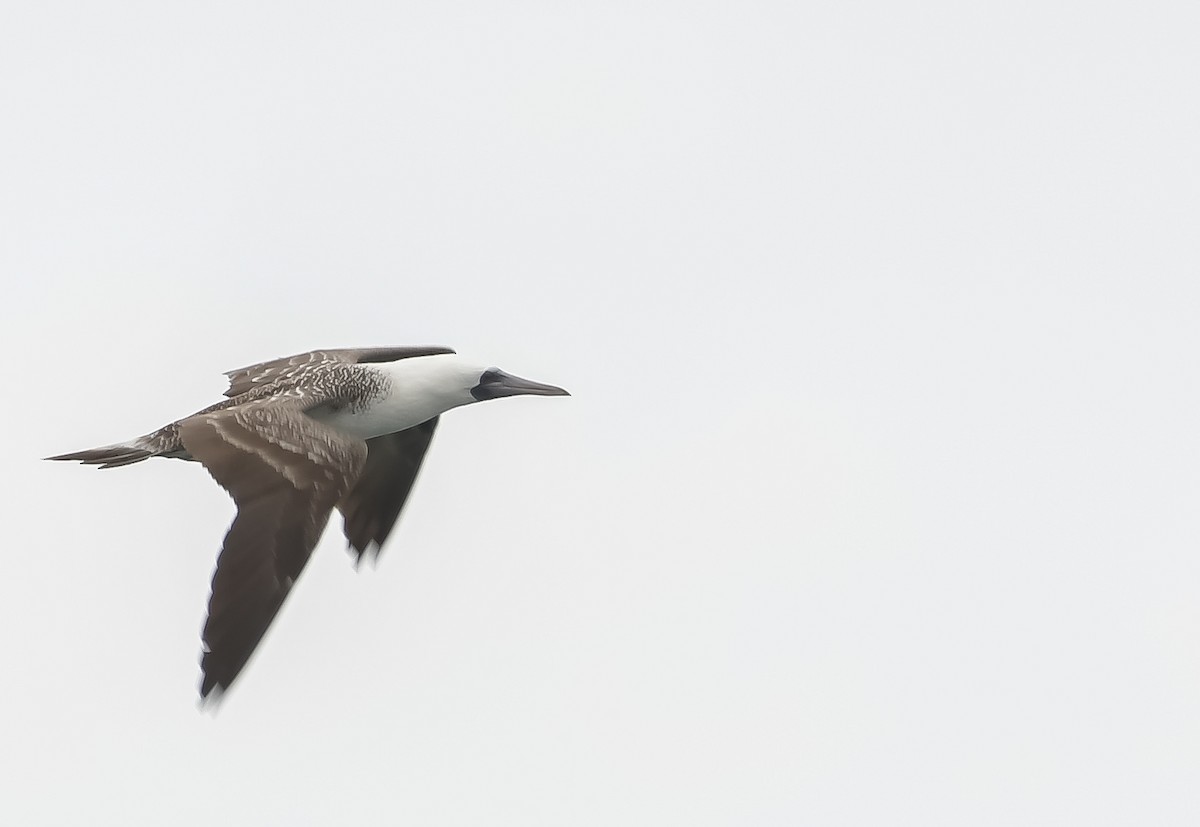 Peruvian Booby - ML619485328