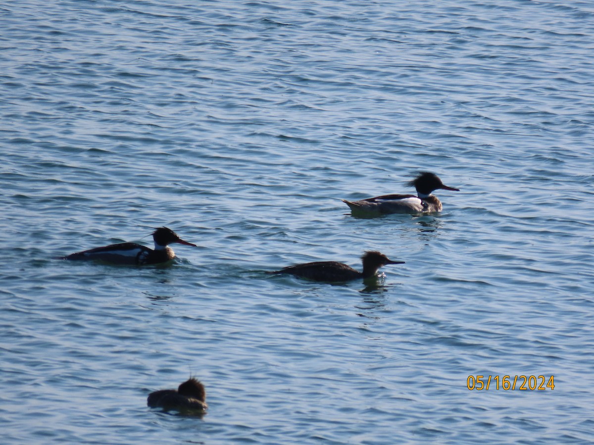 Red-breasted Merganser - Bonnie McKenzie