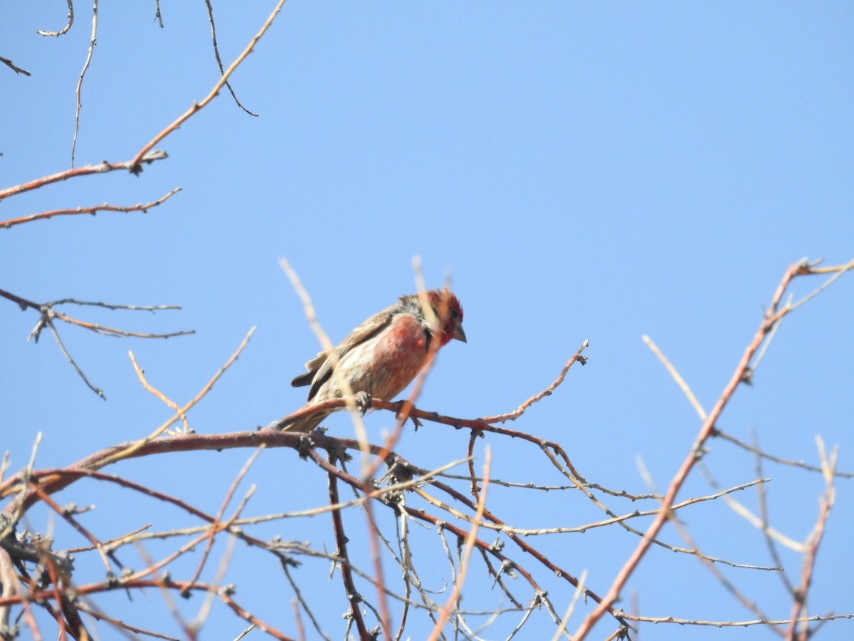 House Finch - Mohini Rawool-Sullivan